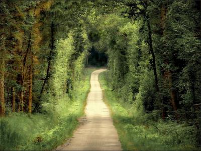 Caminos I. Una pista a través del bosque